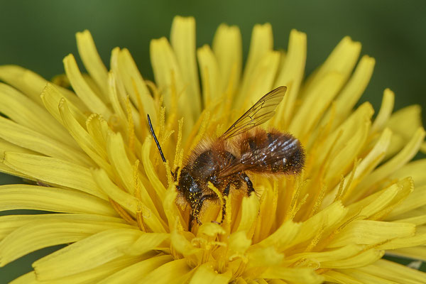 Osmia bicornis m - Bottrop - Heidhofsee, Zum Kletterpoth - 51°36`08.24" 6°52`17.69" - (08.05.2021)