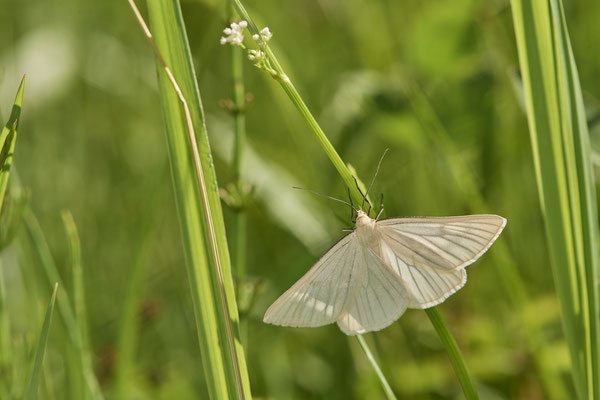 Hartheu-Spanner - Vom 13.6. bis 20.6.2021 Urlaub im Allgäu
