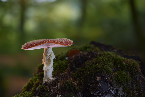 Fliegenpilz -Abendspaziergang am Rotbach in OB - (13.10.2022)