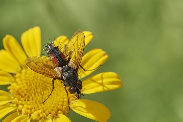 Nr.1014 - Mintho rufiventris / Raupenfliege - OB im Garten - 51°31`49.60" 6°50`56.50" - (29.07.2019)