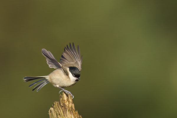 Sumpfmeise Abflug