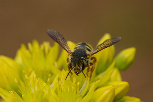 Anthidium onlongatum - Garten