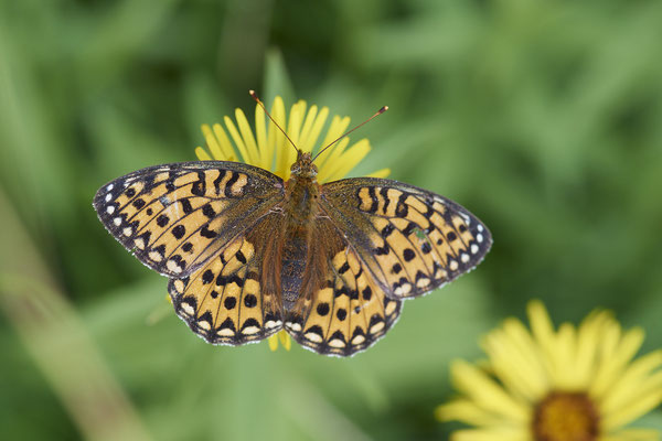 Großer Perlmutterfalter - (Urlaub im Allgäu / Bayern vom  08.07. bis 17.07.2022)