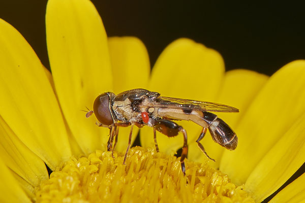 Nr.1013 - Syritta pipiens / Gemeine Keulenschwebfliege - OB im Garten - 51°31`49.60" 6°50`56.50" - (29.07.2019)