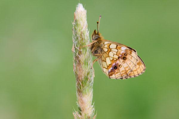 Mädesüß-Perlmuttfalter