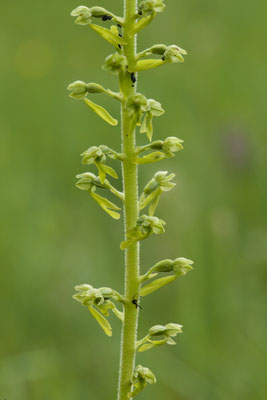 Großes Zweiblatt