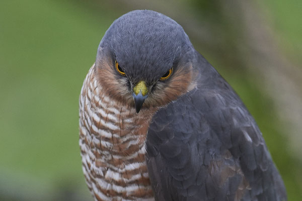 Bei miesem, dunklem Wetter und hohen Isowerten - Sperbermännchen sehr nah im Garten - (28.11.2019)