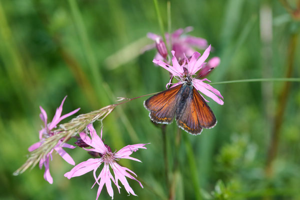 Lilagold-Feuerfalter - (Urlaub im Allgäu / Bayern vom  08.06. bis 19.06.2025)