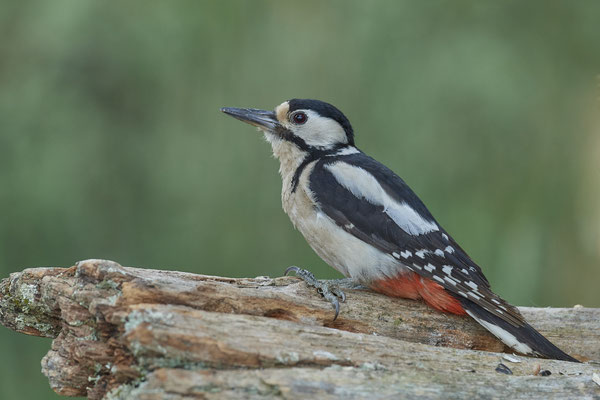 Buntspecht - (03.06.2020)