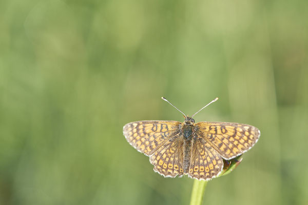 31 - Wachtelweizen-Scheckenfalter? - Vom 13.6. bis 20.6.2021 Urlaub im Allgäu
