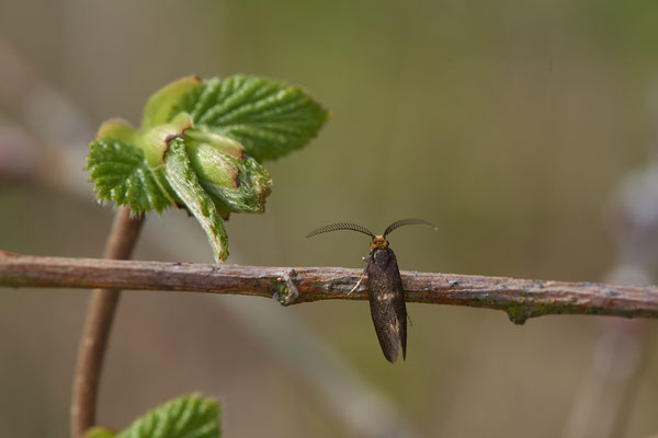  Nr.0142 - Incurvariidae ( Miniersackmotte ) - Dingdener Heide - 51°46`52.20" 6°41`07.60" - (09.04.2019)