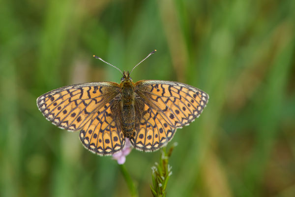 Randring-Perlmuttfalter