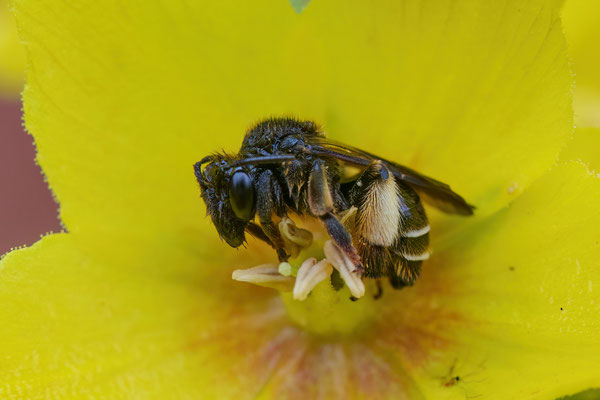 Sumpf-Schenkelbiene im Garten
