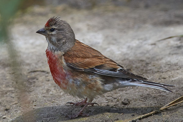 Bluthänfling - aus der Nähe sieht man die herrlichen Farben des Vogels - Oberrotweil am Kaiserstuhl - (27.06.2020)