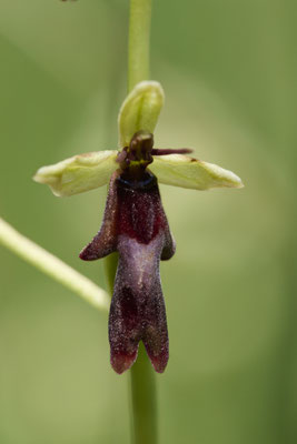 Fliegen-Ragwurz - Orchideen-Urlaub im Allgäu vom 26.05. bis 09.06.2024