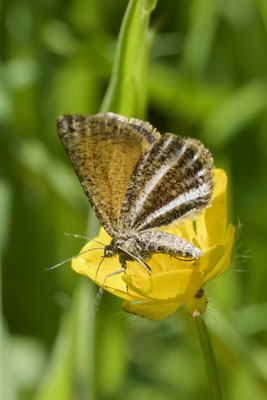 Schwarzgesäumter Besenginsterspanner