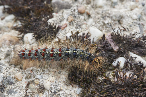 Raupe vom Schwammspinner - NL - am Deich Pannerdensch Kanal- (27.06.2021)