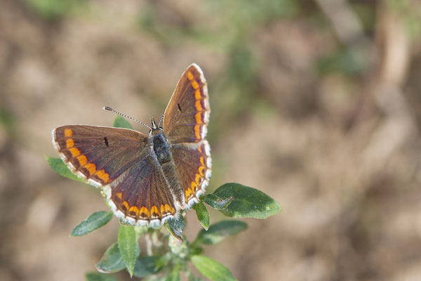 Aricia agestis / Kleiner Sonnenröschen-Bläuling - WES Lippedünen Aaper Vennekes - (12.08.2019)