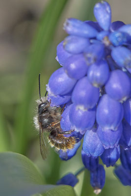 Garten - (16.04.2021)