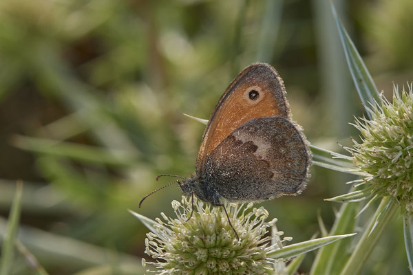 Dinslaken Emschermündung - 51°33`56.26" 6°41`27.74" - (08.08.2020)
