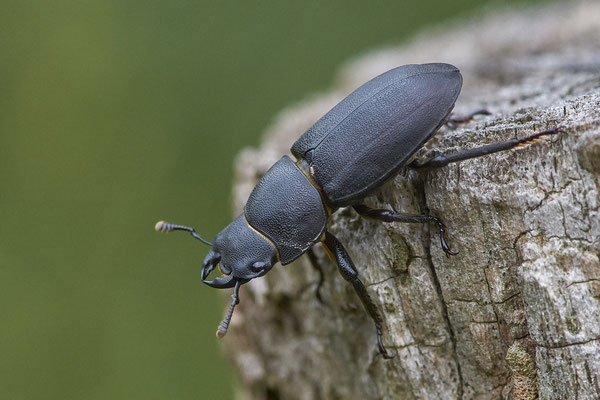 Balkenschröter - Dorcus parallelipipedus - Naturarena Nabu Wesel - (05.06.2018)