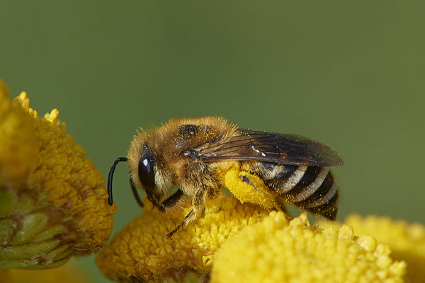  Nr.0993 - Andrena flavipes / Gewöhnliche Bindensandbiene - Geestland Bad Bederkesa- 53°36`27.27" 8°50`19.87" - (27.07.2019)