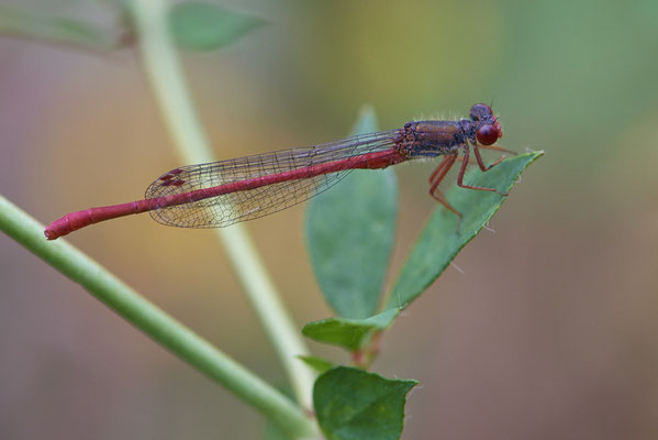Scharlachlibelle
