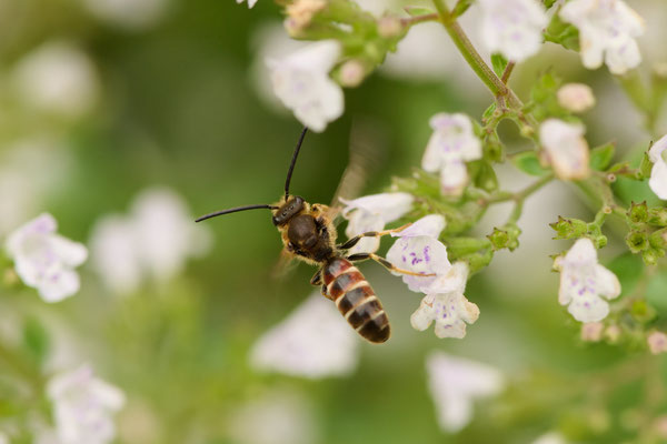 Lasioglossum calceatum