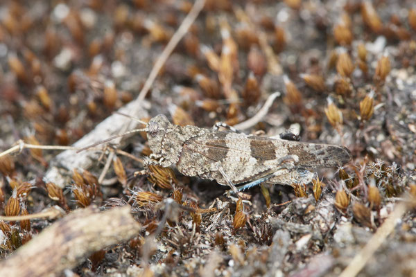 Blauflügelige Ödlandschrecke - Haltern Heidegebiet - (28.08.2022)