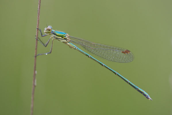 Kleine Binsenjungfer