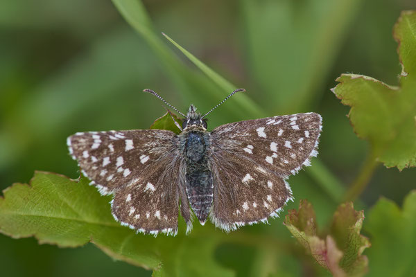 Kleiner Würfel-Dickkopffalter