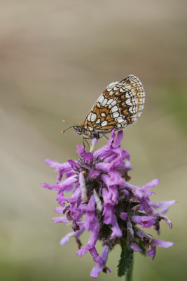 Ehrenpreis Scheckenfalter