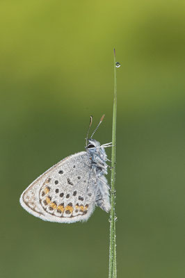 Argus-Bläuling - Vom 13.6. bis 20.6.2021 Urlaub im Allgäu