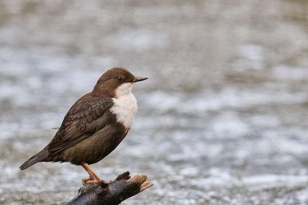 Wasseramsel