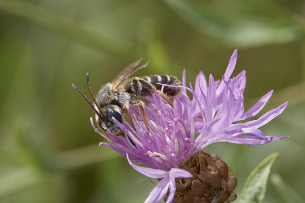 Halictus quadricinctus - Dinslaken Emschermündung - 51°33`52.87" 6°41`48.98" - (13.08.2020) - Rote Liste: Kategorie 3: Gefährdet