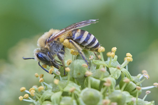 Nr. 03/07 - Colletes hederae (Efeu-Seidenbiene) - Dinslaken-Hiesfeld Kirchstraße gegenüber vom Mühlenmuseum ( 20.09.2018 )