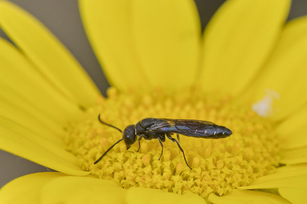 Sapygina decemguttata