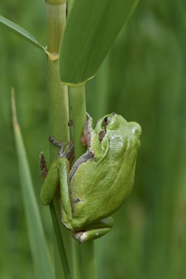 Laubfrosch - (04.06.2022)