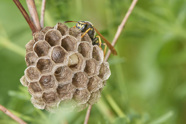 Nr.0618 - Nest 1 - Polistes /  Feldwespe - bald kommen die ersten Arbeiterinnen - OB Neue Mitte 2 - 51°29`17.47" 6°53`51.86" - (27.05.2019)