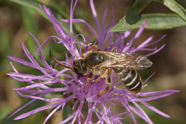 Halictus quadricinctus / Vierbindige Furchenbiene - Dinslaken Emschermündung - (18.08.2020)