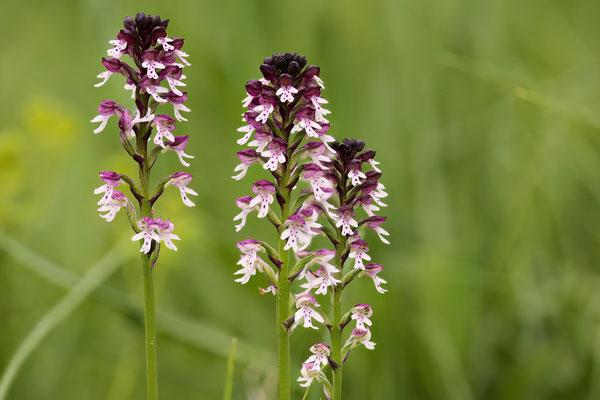 Brand-Knabenkraut - Orchideen-Urlaub im Allgäu vom 26.05. bis 09.06.2024