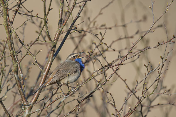 Blaukehlchen
