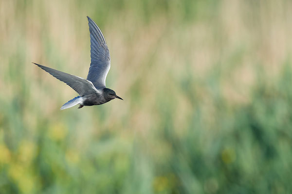 Trauerseeschwalbe im Flug