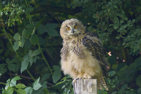 Uhu - Jungvogel