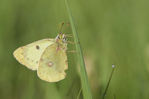 Weißklee-Gelbling / Goldene Acht - Vom 13.6. bis 20.6.2021 Urlaub im Allgäu