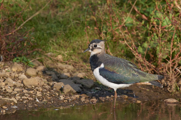 Kiebitz - 2ter Tag im Biotopwildpark Anholter Schweiz - (22.09.2020)