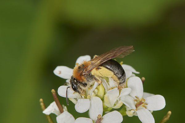 Andrena haemorrhoa - Düsseldorf - Urdenbacher Kämpe - (09.05.2021)