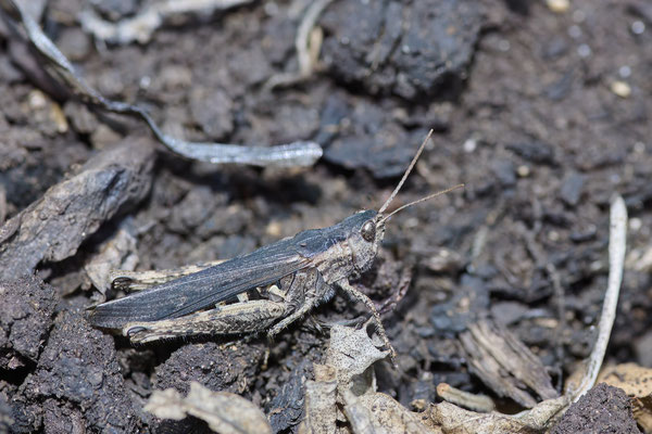 Chorthippus bigattulus-Gruppe