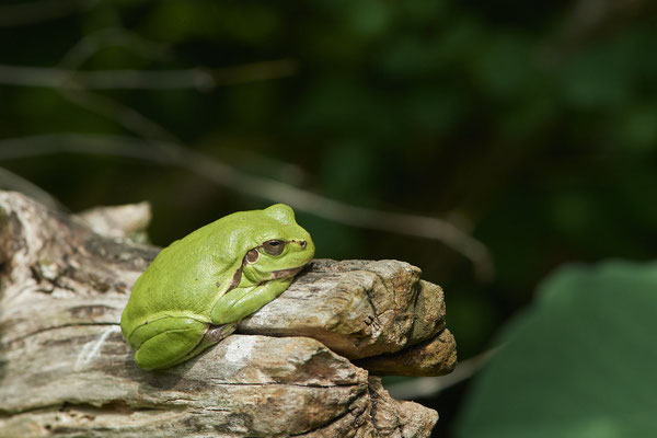 Laubfrosch - (04.06.2022)