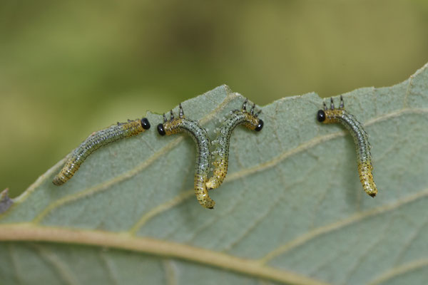 Larve der Weidenblattwespe / Nematus pavidus - Bottrop Flugplatz Schwarze Heide - (29.10.2022)